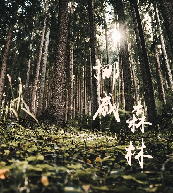 新品推薦 | 挪威森林，構筑一方恬然的凈土!